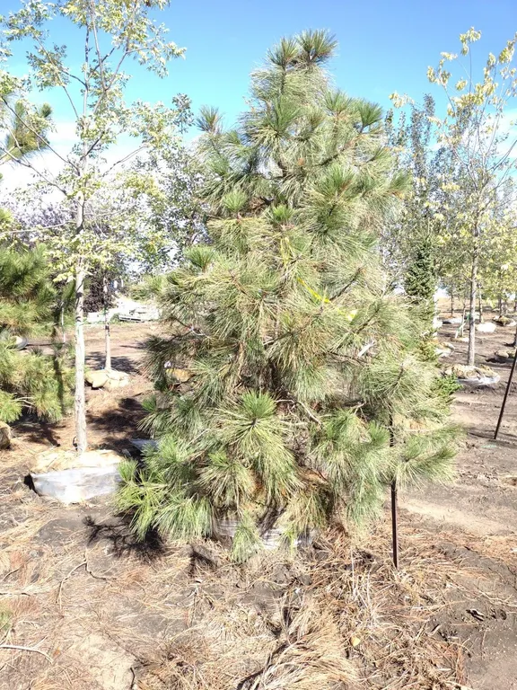 PONDEROSA PINE 10'