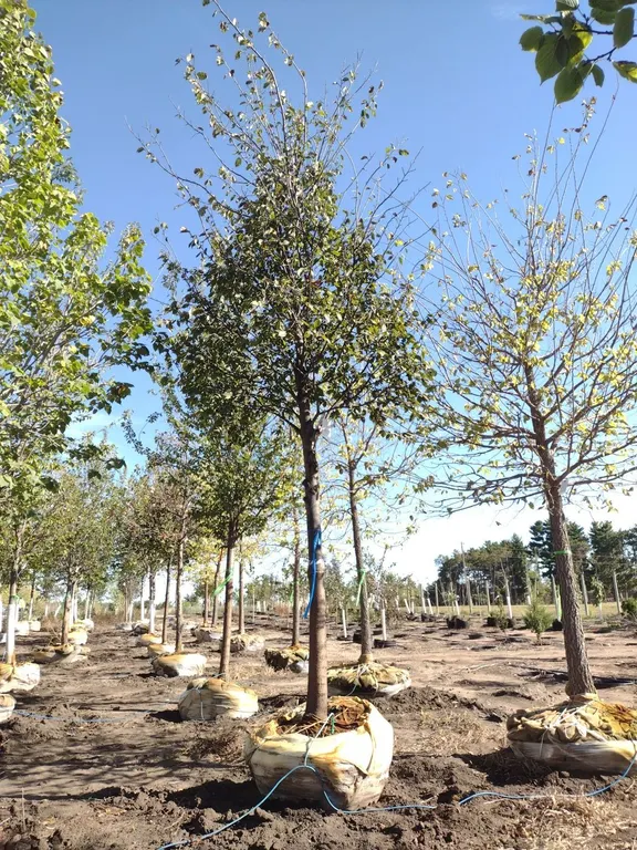 JEFFERSON ELM 3.5"