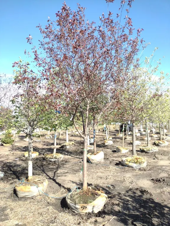 ROYAL RAINDROPS CRABAPPLE 3"