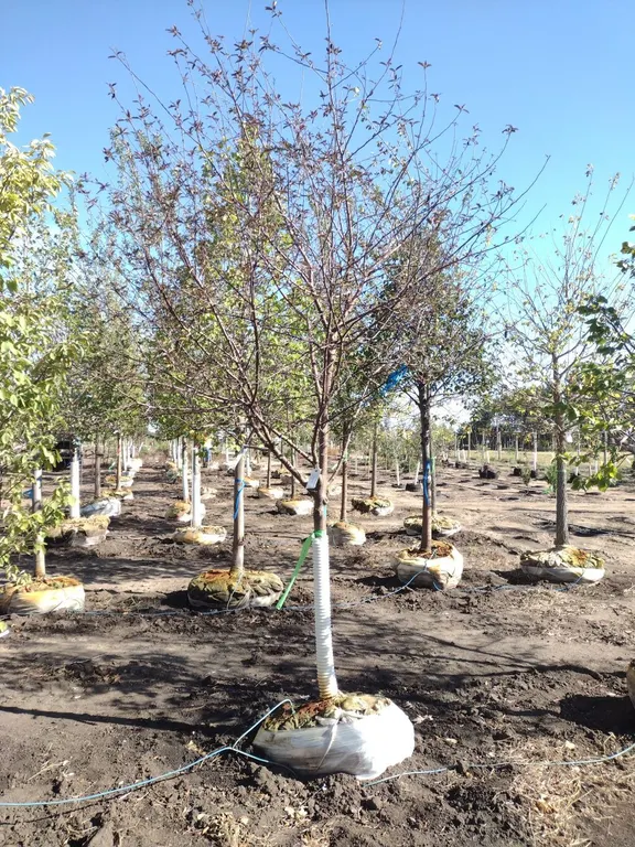 ROYAL RAINDROPS CRABAPPLE 3"