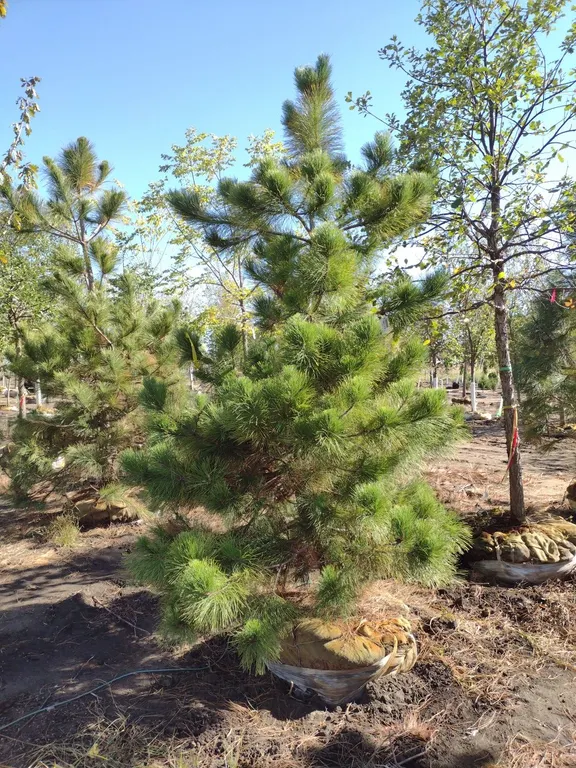 NORWAY RED PINE 9'