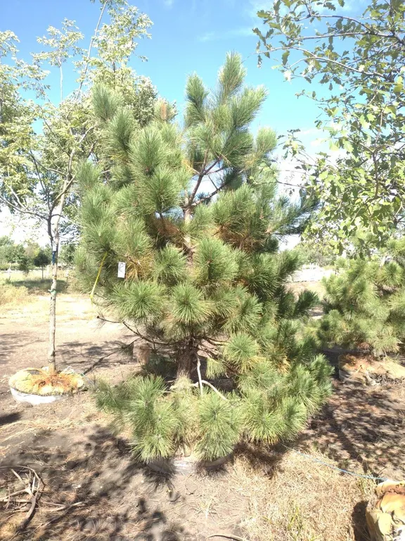 NORWAY RED PINE 9'