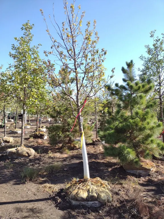 PRAIRIE STATURE OAK 3.5"