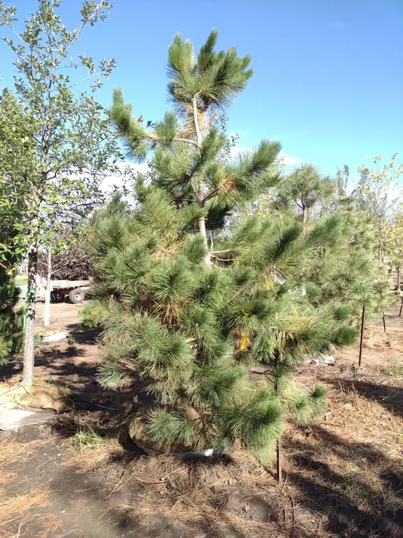 NORWAY RED PINE 9'