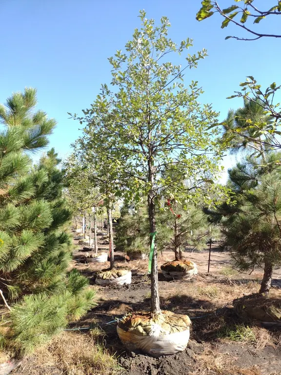 SWAMP WHITE OAK 3.5"