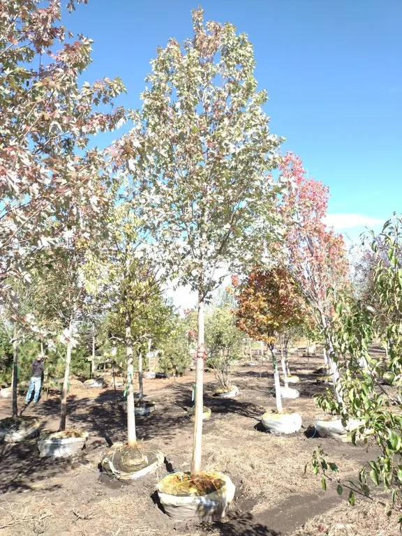 AUTUMN FANTASY MAPLE 3.5"