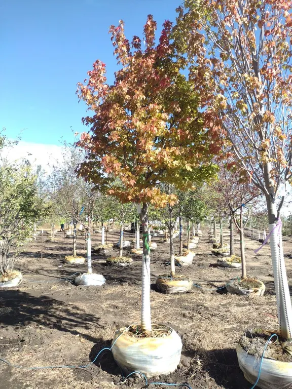 REDPOINTE MAPLE 3.5" *