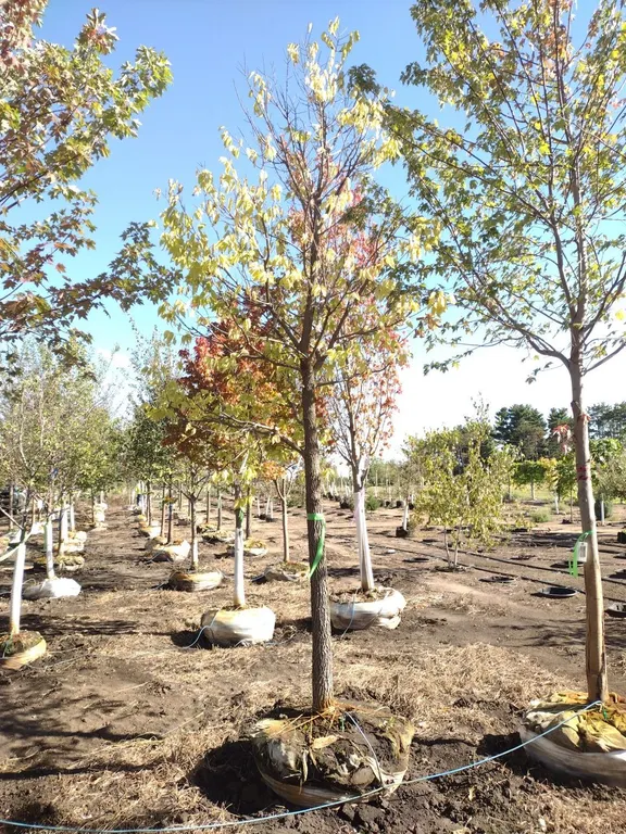 COMMON HACKBERRY 3.5"