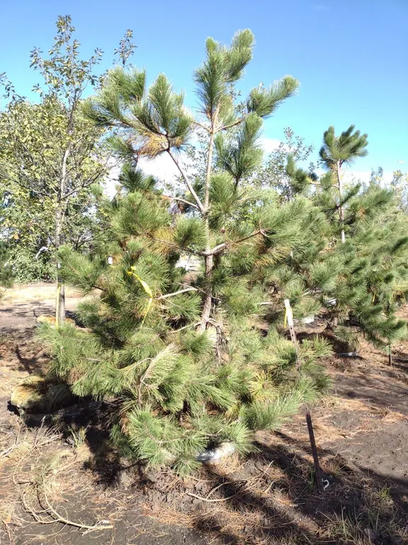 NORWAY RED PINE 9'