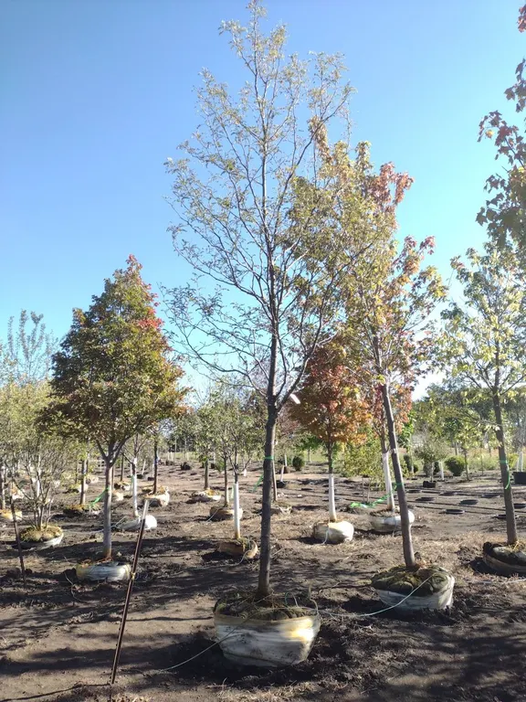 STREET KEEPER HONEYLOCUST 3.5"