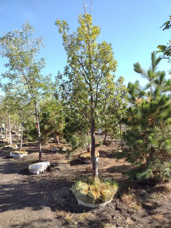 PRAIRIE STATURE OAK 4"