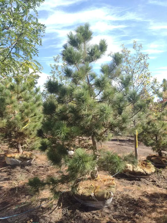 NORWAY RED PINE 9'