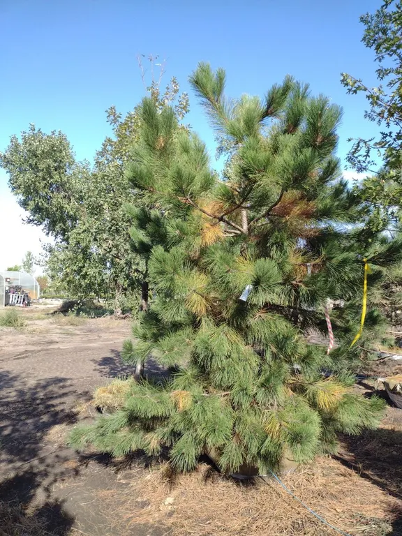 NORWAY PINE 9'