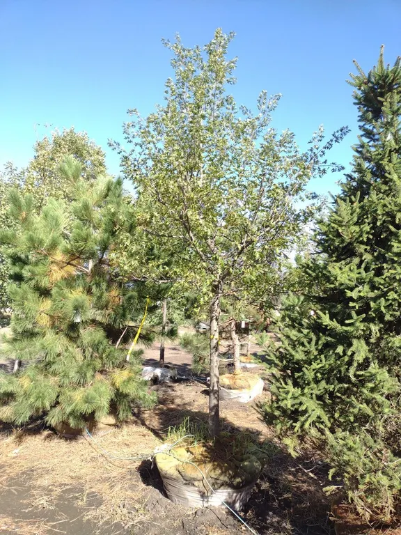 NORTHERN RED OAK 3.5"