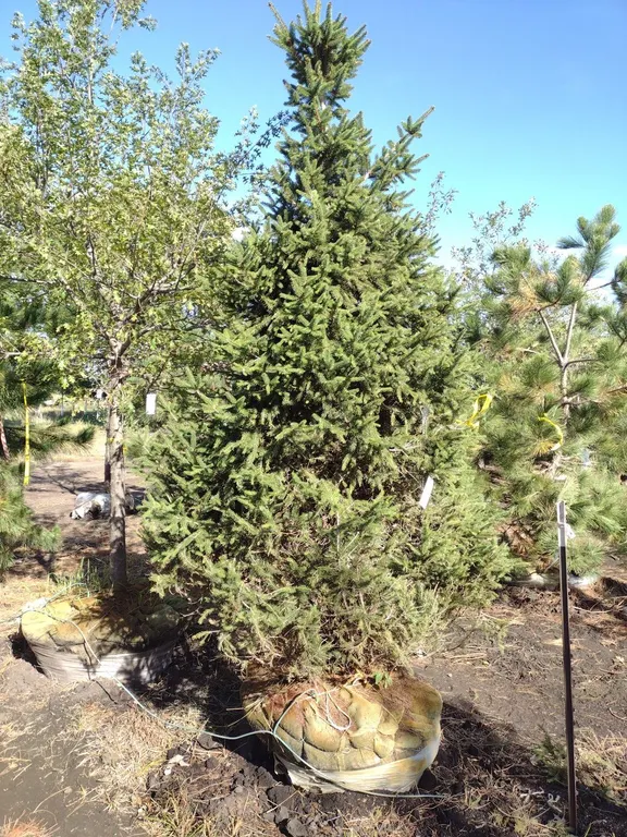 NORWAY SPRUCE 10'