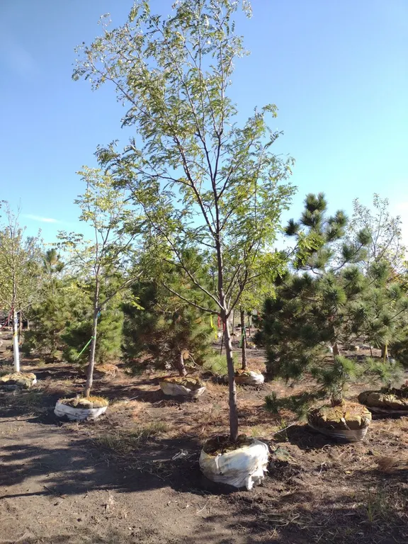 SKYLINE HONEYLOCUST 3.5"