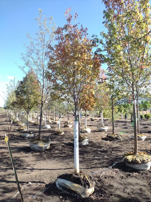 BOWHALL RED MAPLE 3"