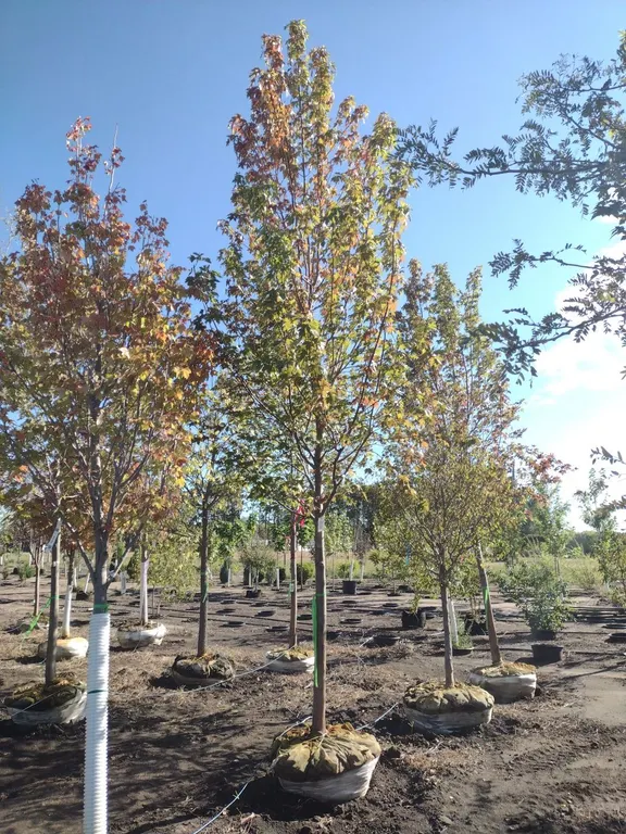 AUTUMN FANTASY MAPLE 3.5"