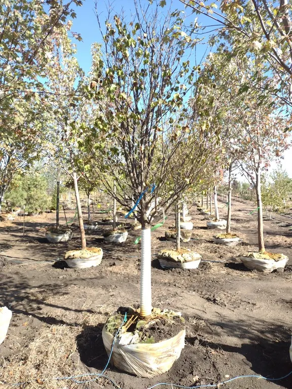 IVORY SILK JAPANESE LILAC TREE 3"