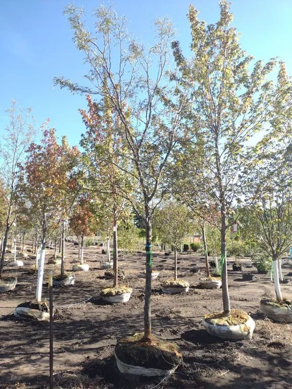 STREET KEEPER HONEYLOCUST 3"