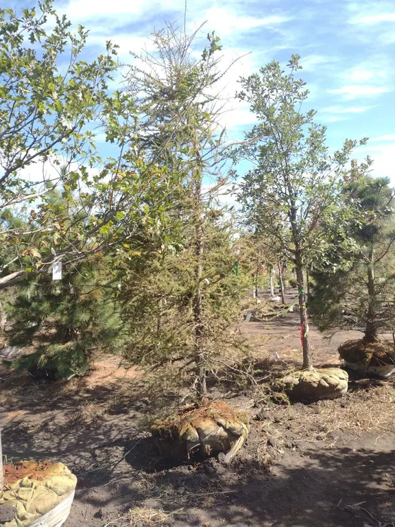 TAMARACK AMERICAN LARCH 10'
