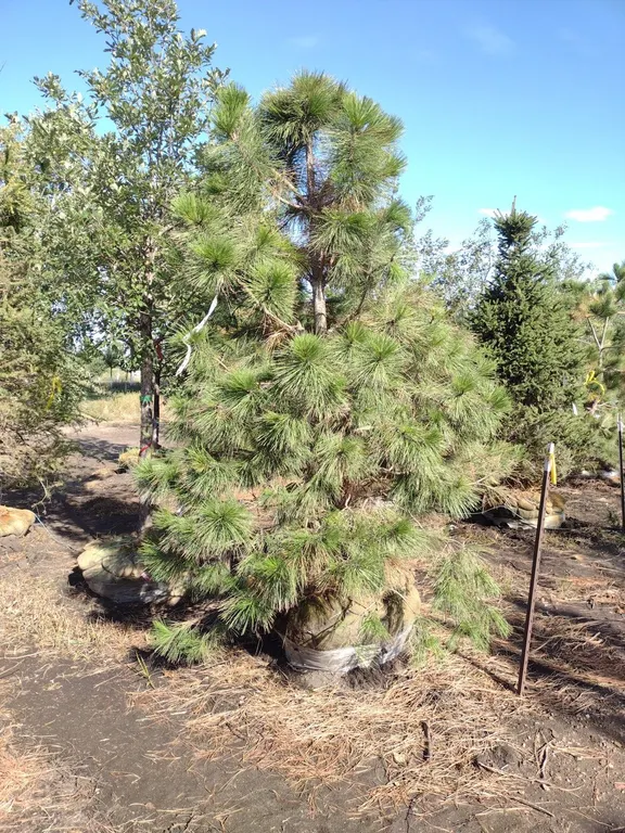 PONDEROSA PINE 9' *