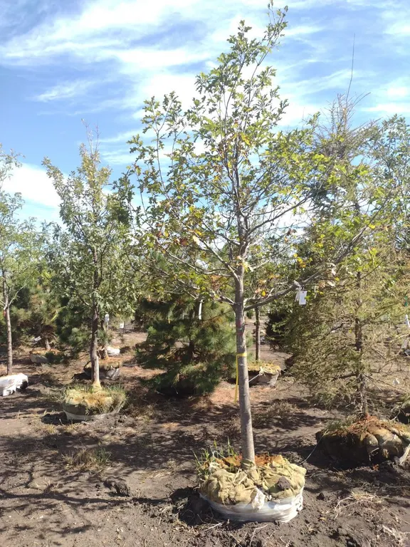 NORTHERN RED OAK 3.5"