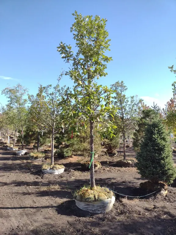 SWAMP WHITE OAK 3.5"