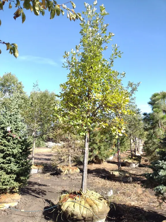 SWAMP WHITE OAK 3.5"