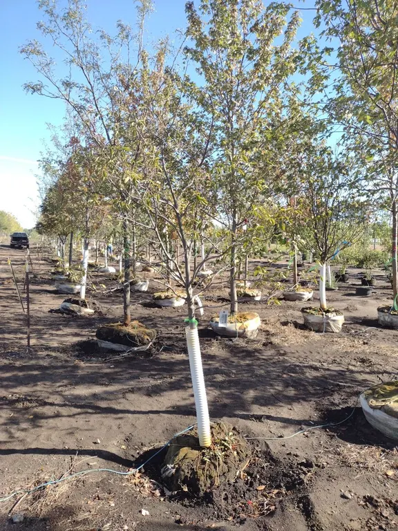 AUTUMN BRILLIANCE SERVICEBERRY 2"