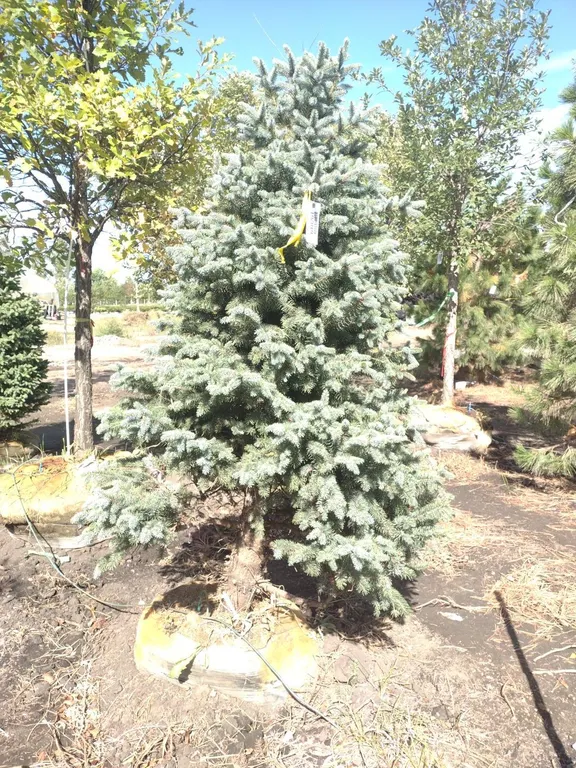 COLORADO BLUE SPRUCE 6'