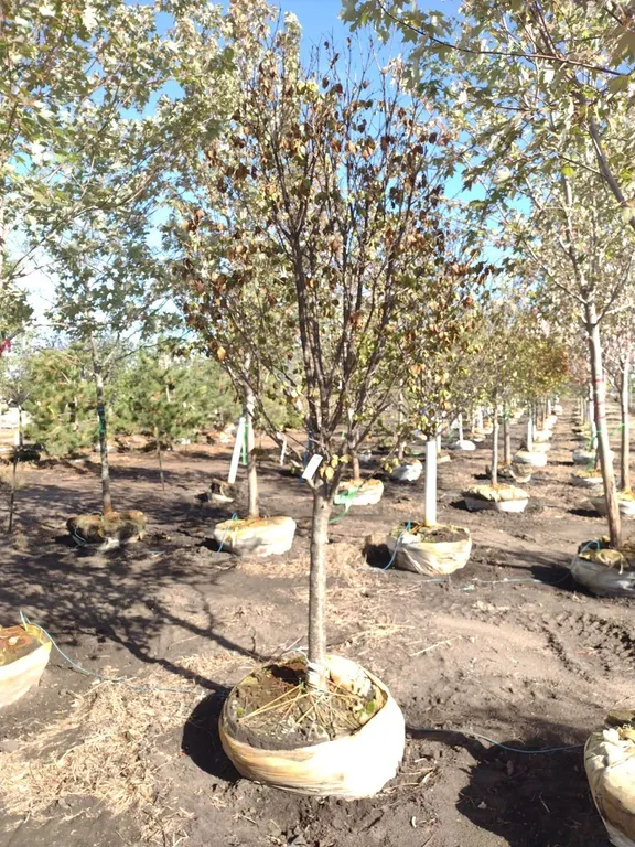 IVORY SILK JAPANESE LILAC TREE 3"