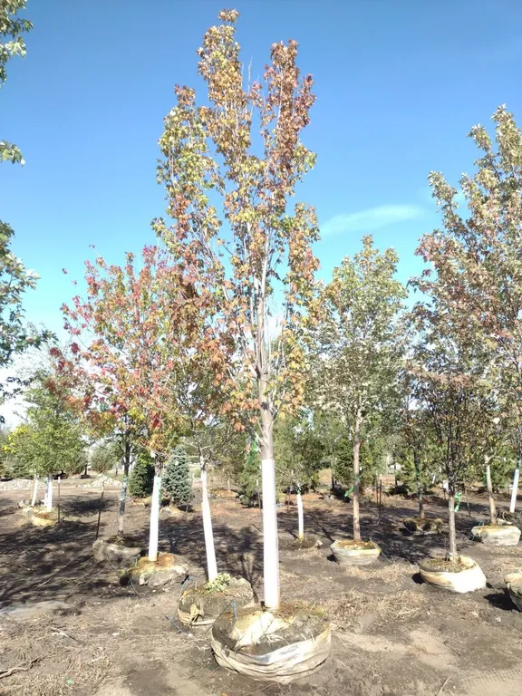 ARMSTRONG MAPLE 4"