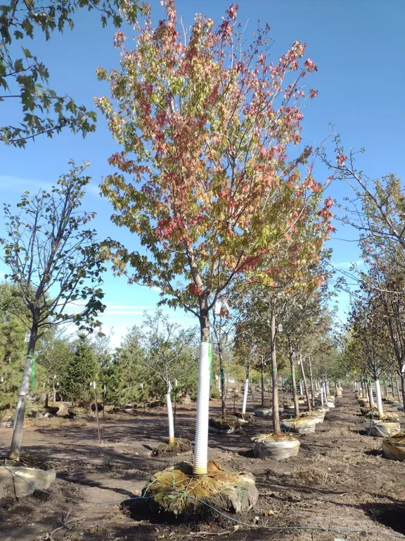 FIREFALL MAPLE 3.5"