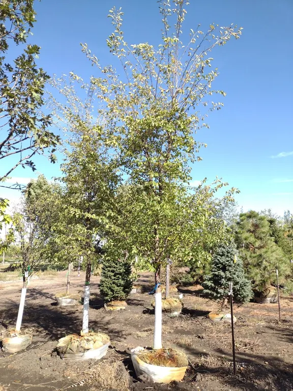 ACCOLADE ELM 3.5"