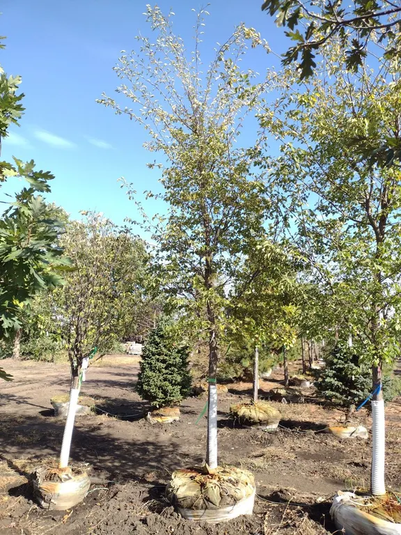 ACCOLADE ELM 4"