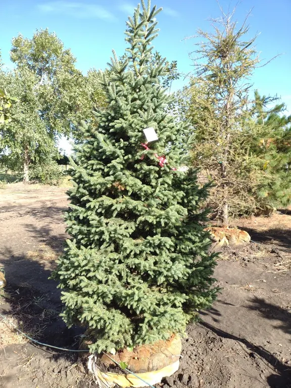 BLACK HILLS SPRUCE 6'