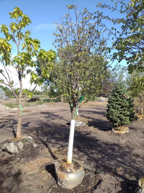 IVORY SILK JAPANESE LILAC TREE 2.5"