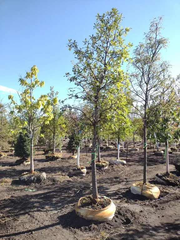 SWAMP WHITE OAK 3"