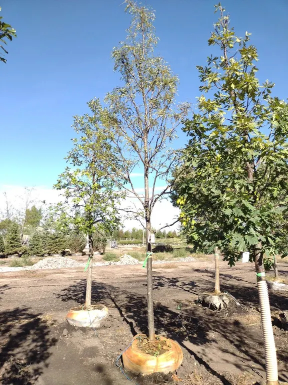 STREET KEEPER HONEYLOCUST 3"