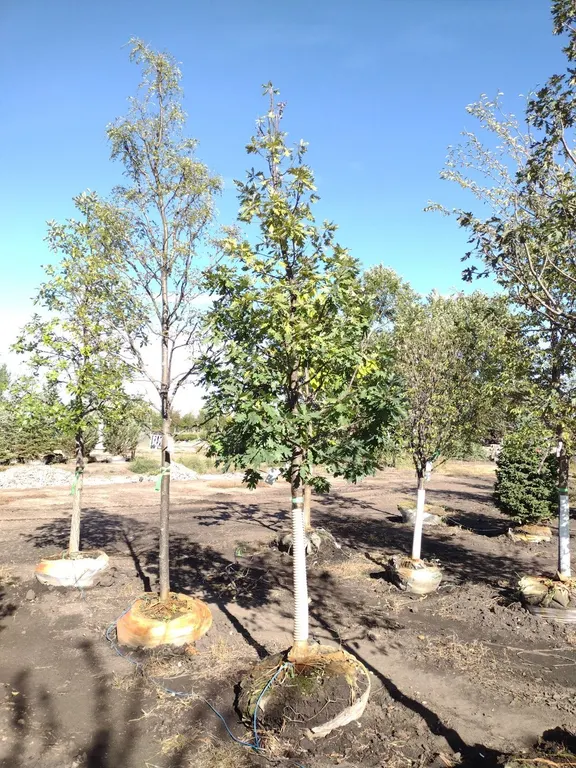PRAIRIE STATURE OAK 3"