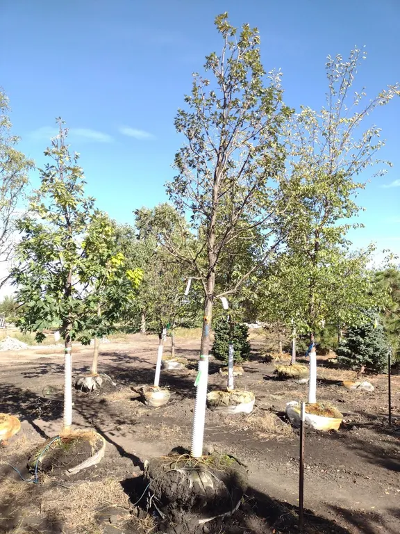 PRAIRIE STATURE OAK 3"
