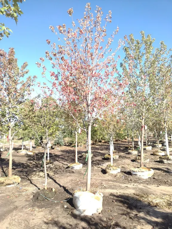 AUTUMN FANTASY MAPLE 3.5"