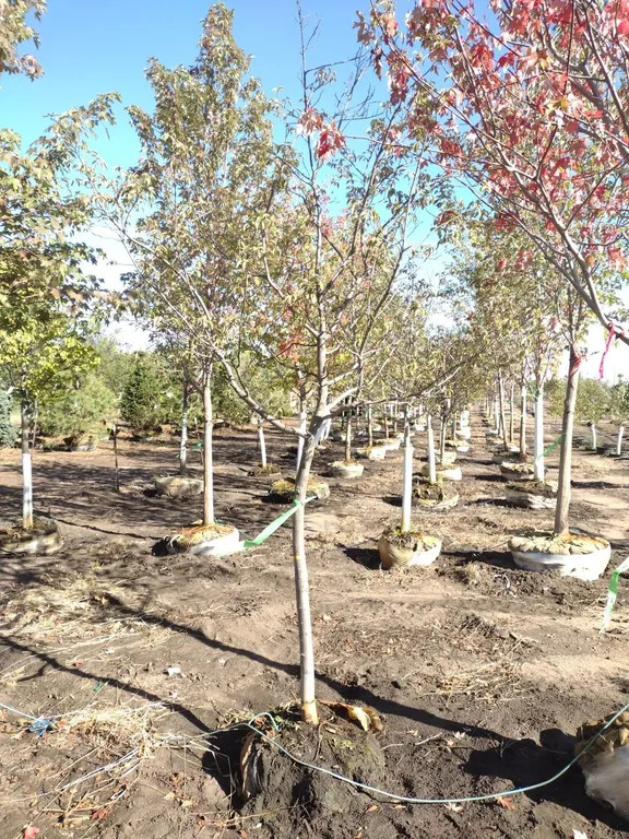 AUTUMN BRILLIANCE SERVICEBERRY 2"