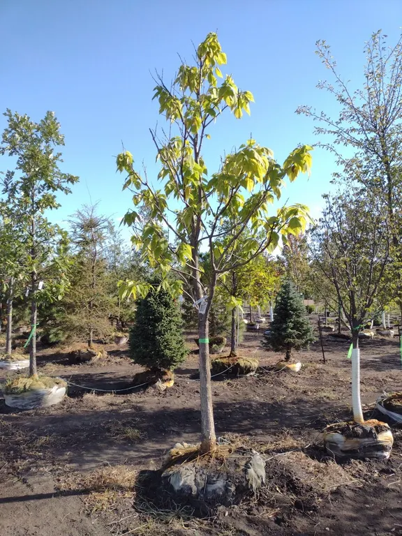 NORTHERN CATALPA 3.5"