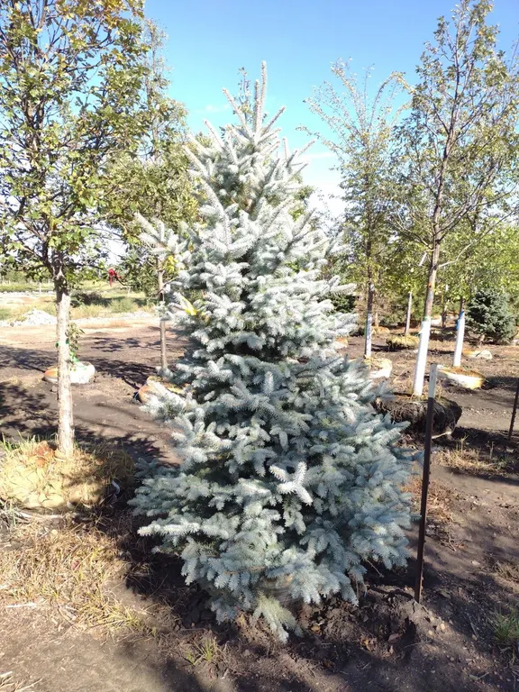 BLUE DIAMOND SPRUCE 7'