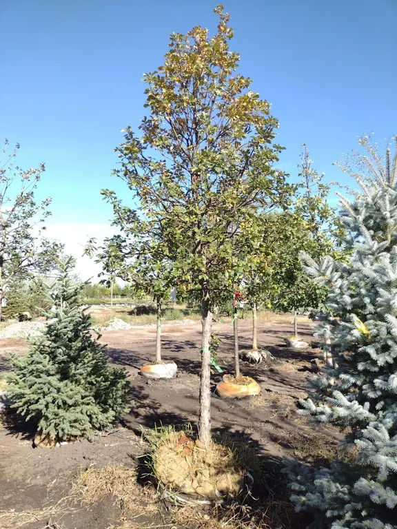 SWAMP WHITE OAK 3.5"