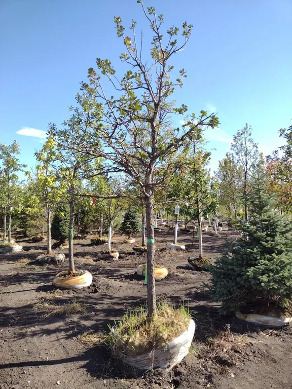 SWAMP WHITE OAK 3.5"