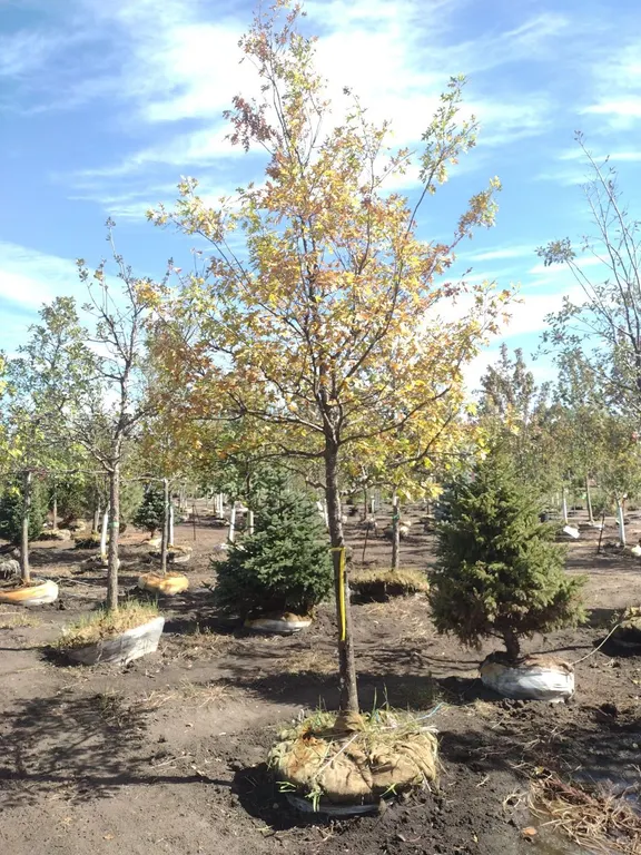 NORTHERN PIN OAK 3.5"