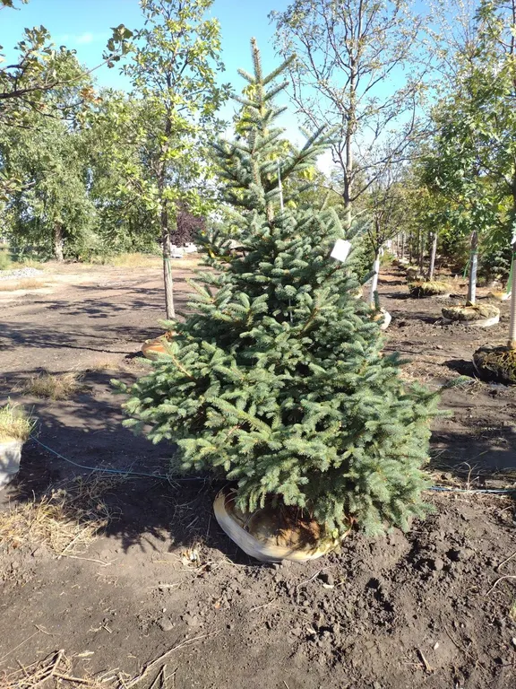 BLUE MEYER SPRUCE 6'